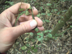 Streblus heterophyllus