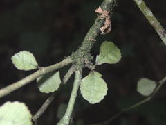 Streblus heterophyllus