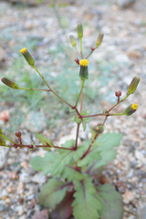 Senecio mohavensis