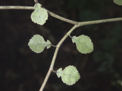 Streblus heterophyllus