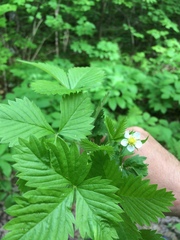 Fragaria vesca americana