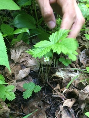 Fragaria vesca americana