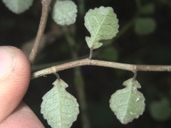 Streblus heterophyllus