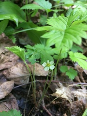 Fragaria vesca americana