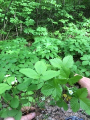 Fragaria vesca americana