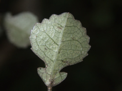 Streblus heterophyllus