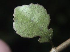 Streblus heterophyllus