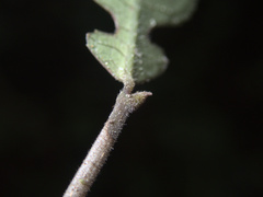 Streblus heterophyllus