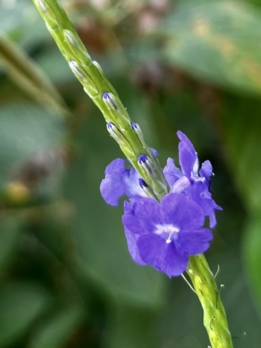 Stachytarpheta jamaicensis image