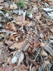 Perilla frutescens