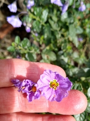 Solanum umbelliferum