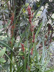 Carex baccans