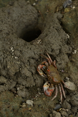 Chasmagnathus convexus