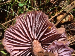 Laccaria amethysteo-occidentalis