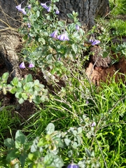 Solanum umbelliferum