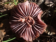 Laccaria amethysteo-occidentalis