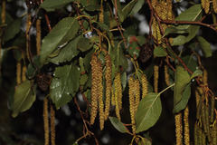 Alnus orientalis