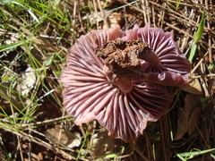 Laccaria amethysteo-occidentalis