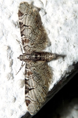 Eupithecia insigniata