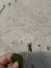 Naupactus xanthographus