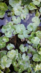 Ranunculus hederaceus