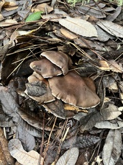 Cortinarius ohlone