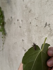Naupactus xanthographus