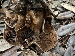 Cortinarius ohlone