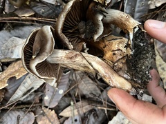 Cortinarius ohlone