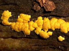 Trichoderma sulphureum