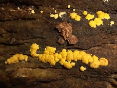 Trichoderma sulphureum