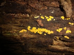 Trichoderma sulphureum