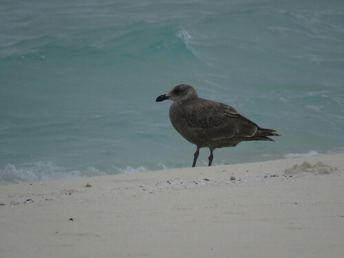 Larus glaucescens observed 2023-01-02
