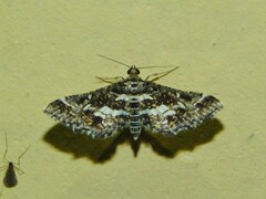 Diasemiopsis ramburialis