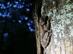 Osteocephalus taurinus