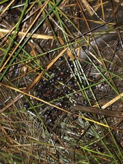 Odocoileus virginianus