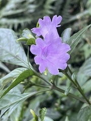 Strobilanthes cusia