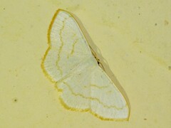 Scopula laevipennis