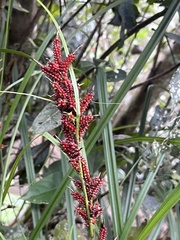 Carex baccans