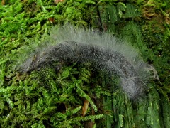 Phycomyces