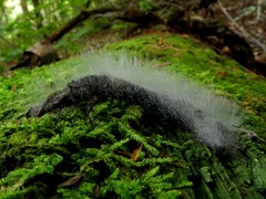 Phycomyces