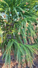 Cryptomeria