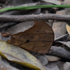 Melanitis leda