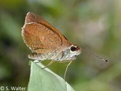 Synapte pecta
