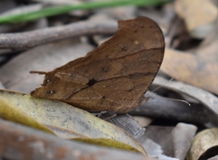 Melanitis leda
