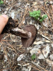 Cortinarius ohlone