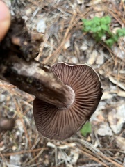 Cortinarius ohlone