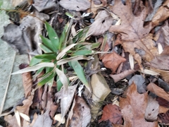 Dichanthelium commutatum