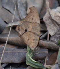 Melanitis leda