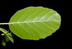 Alnus × pubescens
